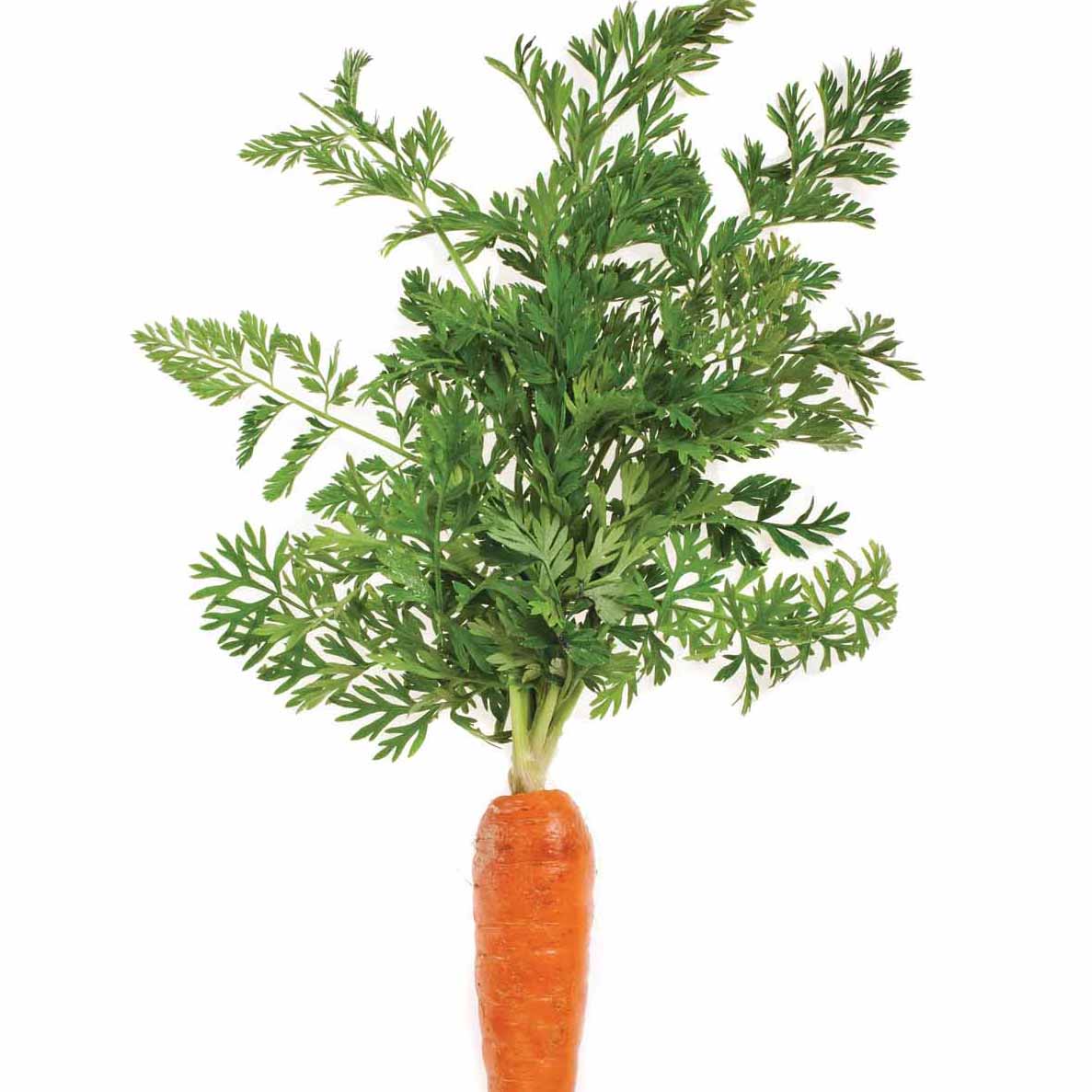 carrotstem
